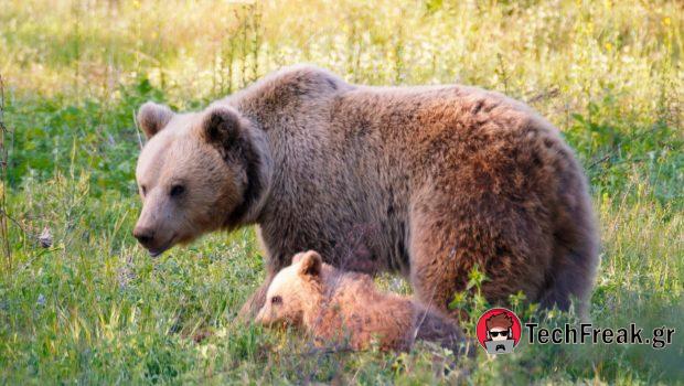 Πέλλα: Δύο μικρά αρκουδάκια εντοπίστηκαν νεκρά - Ερευνάται εγκληματική ενέργεια