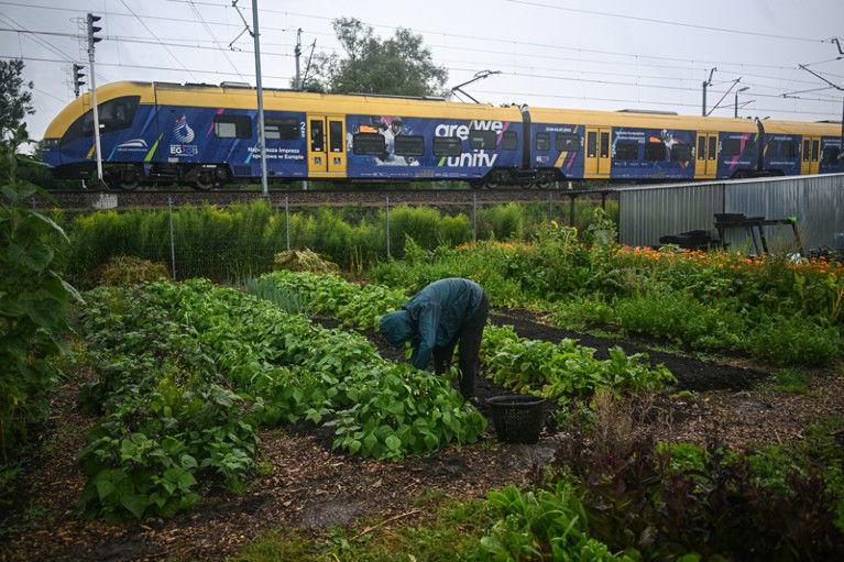 A woman picks vegetables from an vegetable patch in a city farm next to railway lines as a train travels past